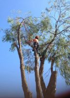 tree-services11