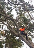 tree-services14