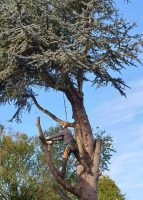 tree-services2