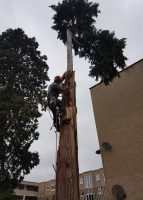 tree-services8